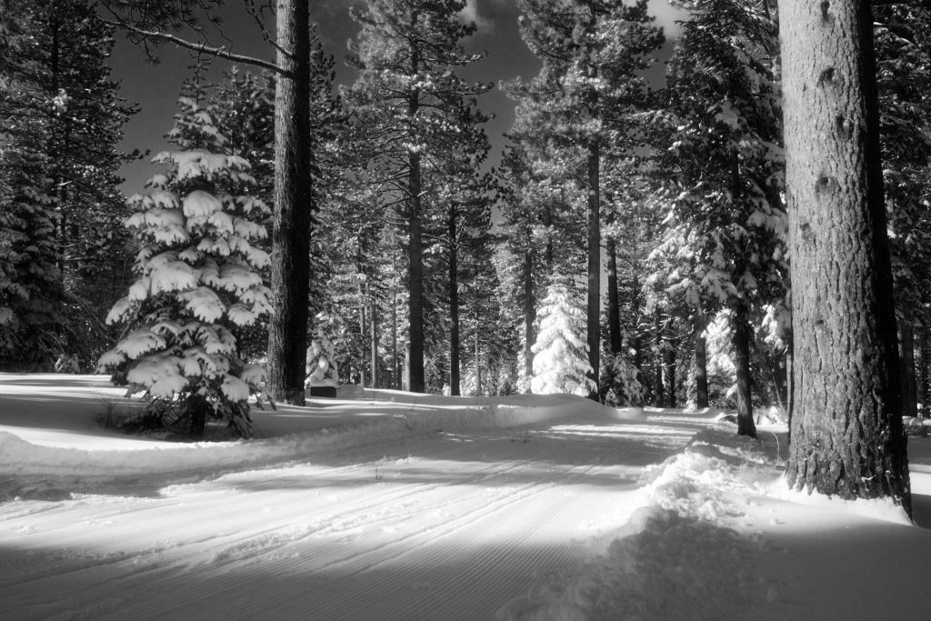Ansel Adams, Winter Forest